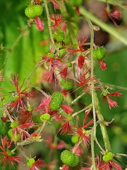 Acalypha platyphylla
