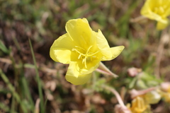 Oenothera grandis