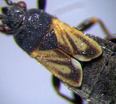 Ischnodemus sabuleti