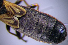 Ischnodemus sabuleti
