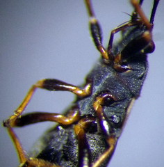 Ischnodemus sabuleti