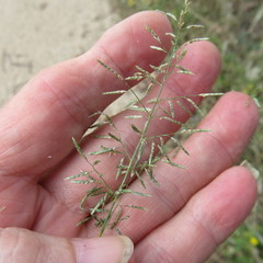 Eragrostis perplexa