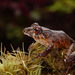 Pristimantis orpacobates - Photo (c) Khristian Venegas Valencia, some rights reserved (CC BY-NC), uploaded by Khristian Venegas Valencia