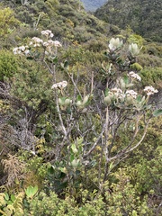 Olearia allomii