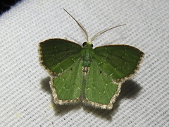Chloropteryx nordicaria