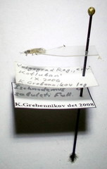 Ischnodemus sabuleti