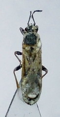 Ischnodemus sabuleti