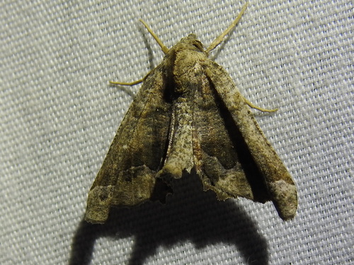 Meske's Pero Moth photo 4