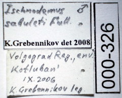 Ischnodemus sabuleti