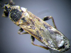 Ischnodemus sabuleti