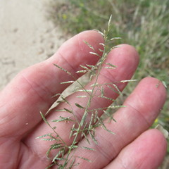 Eragrostis perplexa