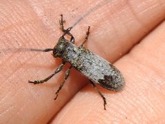 Oncideres cingulata