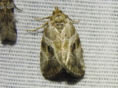 Diastema cnossia