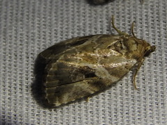 Diastema cnossia