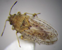 Jakowleffia setulosa