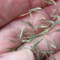 Eragrostis perplexa