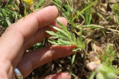 Oenothera grandis