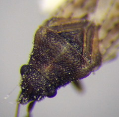 Jakowleffia setulosa