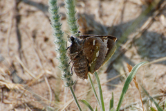 Megathymus streckeri