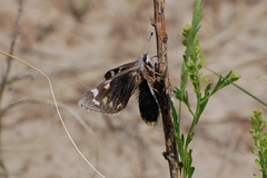 Megathymus streckeri