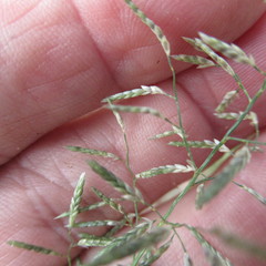 Eragrostis perplexa
