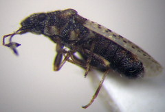 Jakowleffia setulosa