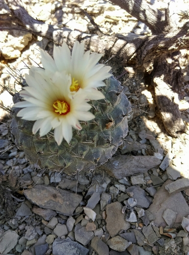 Strombocactus disciformis