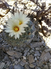 Strombocactus disciformis