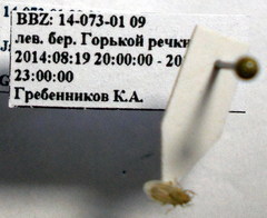 Jakowleffia setulosa