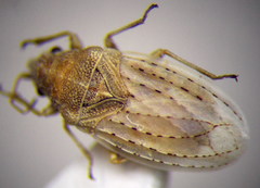 Jakowleffia setulosa