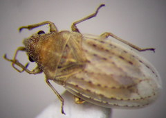 Jakowleffia setulosa