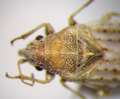 Jakowleffia setulosa