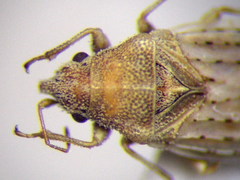 Jakowleffia setulosa