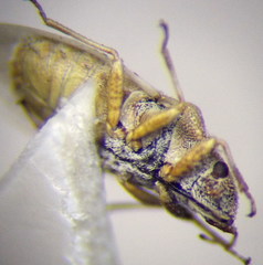 Jakowleffia setulosa