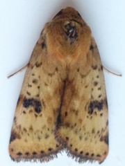 Heliothis acesias