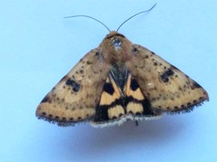 Heliothis acesias