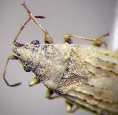 Jakowleffia setulosa