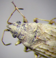 Jakowleffia setulosa