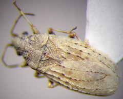 Jakowleffia setulosa