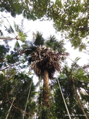 Corypha umbraculifera