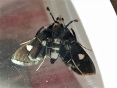 Desmia maculalis