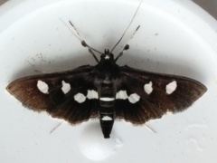 Desmia maculalis
