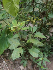 Burmeistera multiflora