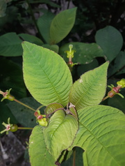Burmeistera multiflora