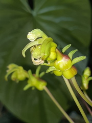 Burmeistera multiflora