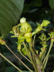 Burmeistera multiflora