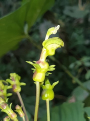 Burmeistera multiflora