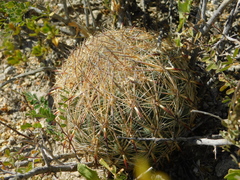 Echinomastus unguispinus