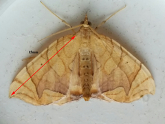 Eulithis diversilineata
