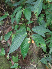 Begonia longirostris